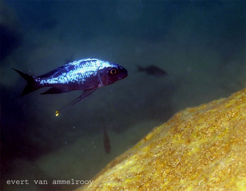 Ophthalmotilapia sp. 'whitecap' Cape Mpimbwe